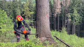 Spurce tree felling work in forest Stihl MS 462 [upl. by Nirol95]