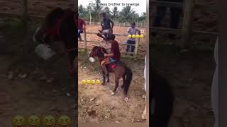 horse stallion horselover horseriding ghoda ghodiyan tranding funny trending viralvideo [upl. by Cory]