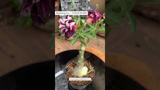 Rare Imported Adenium Flower Plant Online Shopping 🪴 adenium plants gardening flowers [upl. by Ute]