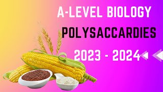 Alevel Biology 2024 Polysaccharides 🍚 starch 🥔 amylose and amylopectin [upl. by Heng]