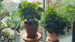 Triggering Poinsettias to turn RED in time for Christmas Halfway Update [upl. by Elberta642]