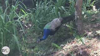 peacock  ASMR A monkey comes and steals the peacocks food [upl. by Amitarp970]