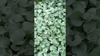 This is the World’s Most Useful Groundcover – Silver Dichondra [upl. by Arihay]