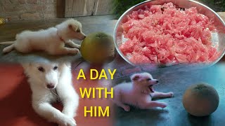 A Day With My Indian Spitz Dog ll Indian Spitz Breed ll Dog Vlog In Bengali ll What He Do Full Day [upl. by Atilegna284]