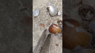 Casting Melting Aluminum into Snails to Make Art shorts shortvideo reels [upl. by Kee560]