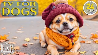 24 Hours of Dog TV with Best Relaxing Music For Dogs Videos to Entertain amp Chill Dog Out with Music [upl. by Anaehs]