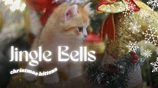 Jingle Bells  Christmas Music  Christmas Kittens [upl. by Yruok729]