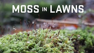 Managing Moss in Lawns [upl. by Peadar]