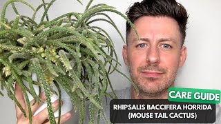 Mouse Tail Cactus Rhipsalis Baccifera Horrida Care Guide and Growing Tips [upl. by Regdirb]