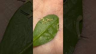 Deaths head hawk moth moths moth caterpillar [upl. by Burrton204]