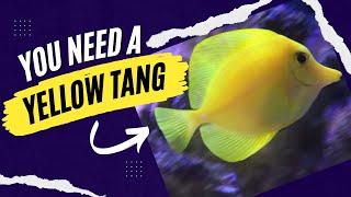 YELLOW TANG Easy Care Guide GREAT TANG for Beginners Heres WHY [upl. by Dulce]