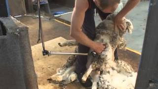 How to Shear  Shearing Merino sheep Fine Wool [upl. by Jessie]