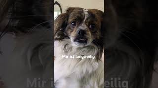 Oskar im Schwedenhaus 🇸🇪 herbst funnydogs regen schweden schwedenhaus [upl. by Fisoi]