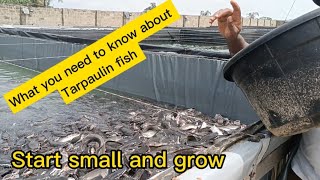 what you need to know about Tarpaulin fish pond and how to start fish farming small and grow [upl. by Waylon]