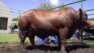 3rd Hoëveld Bonsmara club production auction  Livestock and cattle [upl. by Prud]