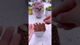 Plant succulents from leaves shortvideo houseplant indoorplants houseplants nature garden [upl. by Ingmar]