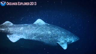 Okeanos Explorer Video Bite Northeast US Canyons 2013 Greenland Shark [upl. by Losiram]