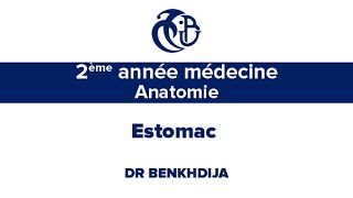 2ème année médecine Anatomie Estomac [upl. by Aihsila]