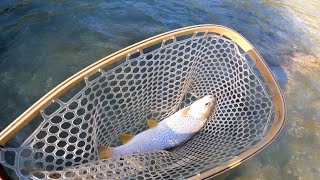 Trout Fishing Brown Spinning [upl. by Gaige]