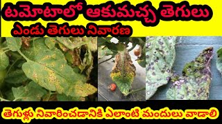 టమోటోలో ఆకుమచ్చ తెగులు ఎండు తెగులు నివారణ Tomato disease prevention Tips farming agriculture [upl. by Doubler349]