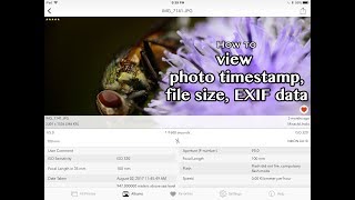 How to find the Photo Time Stamp and EXIF Metadata On iPhone or iPad [upl. by Remoh]