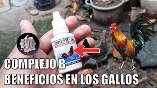 ¿Como Vitaminizar a los gallos y gallinas con Complejo B [upl. by Fayre814]