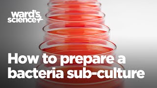 How to Prepare a Bacteria SubCulture [upl. by Clymer345]