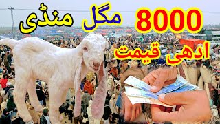 Bakra Mandi Pakistan 2024  😱 Bakra Eid videos [upl. by Ycnahc]