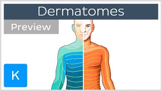 Dermatomes made easy preview  Human Anatomy  Kenhub [upl. by Redneval8]