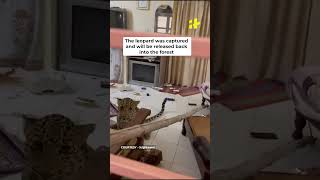 Watch Leopard Strays Into Heritage Hotel In Jaipur [upl. by Koziel]