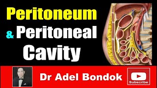 Peritoneum Peritoneal Cavity Lesser Sac Greater Sac and Peritoneal Recesses Dr Adel Bondok [upl. by Nemad]