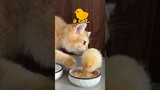 Cat Adopts Baby Chicken [upl. by Imogene]