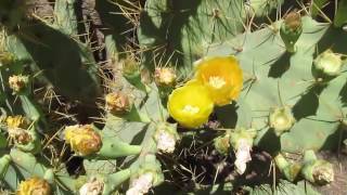 CACTUS Yellow Flowers Opuntia Dilleni [upl. by Linnea]