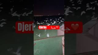 Djerba ❤️ جربة [upl. by Halie]