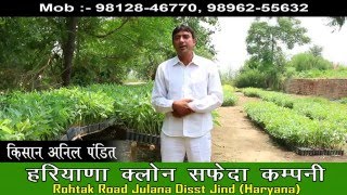 Customer Review  Smart Farming Eucalyptus Plants  Haryana Clone Safeda Company [upl. by Leugimesoj304]