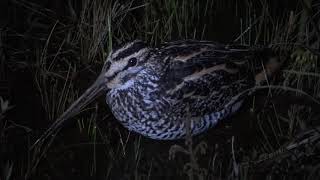 Narcejão Gallinago undulata Giant Snipe [upl. by Showker]