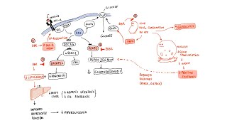 Berberine Liver and Metabolic Health [upl. by Liagaba974]