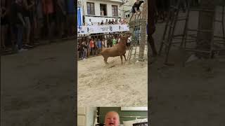 Angry Cow Surprised Attack On Man 😱  Animal Attack Video  youtubeshorts shorts [upl. by Euqenimod]