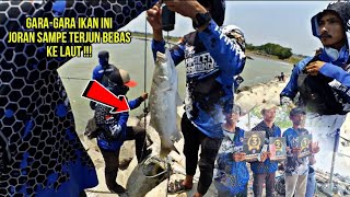 IKAN BARRAMUNDI PENGHUNI PANTAI REMBAT  MABAR ABIMAYU [upl. by Kalila]