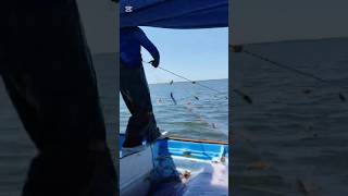 Salió Lleno de Camarón el Chinchorro pesca fishing lineadepesca fish lospecesenelrio sinaloa [upl. by Cariotta581]