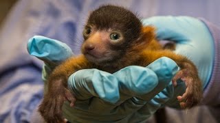 Rare Red Ruffed Lemur Born at San Diego Zoo [upl. by Ardnoel]