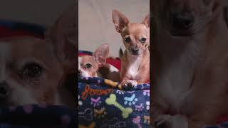 Perros chihuahuas artistas [upl. by Caravette]