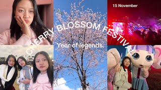 Cherry blossom festival 2024🌸year of legendsGuwahati to ShillongAkonforyou shillong meghalaya [upl. by Halstead]