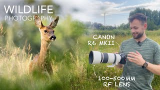 Canon R6 Mark II Wildlife Photography With The 100500mm RF Lens  Roe Deer Brown Hares amp More [upl. by Nytsirk]