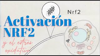 Estrés Oxidativo La Importancia del NRF2 [upl. by Nalad943]