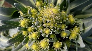 Romanesco Broccoli Fractals Growing Timelapse [upl. by Blondy453]