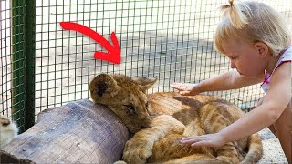 Mother Films Daughter Petting Lions – 5 Seconds Later Something Unbelievable Happens [upl. by Ahsikam18]