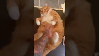 Fat Cats Funny Videos on Tiktok [upl. by Susan]