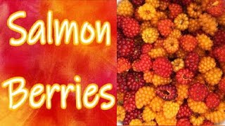 Salmon Berries and Their Benefits [upl. by Annawak788]