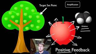 Positive and Negative Feedback Loops [upl. by Harvison]